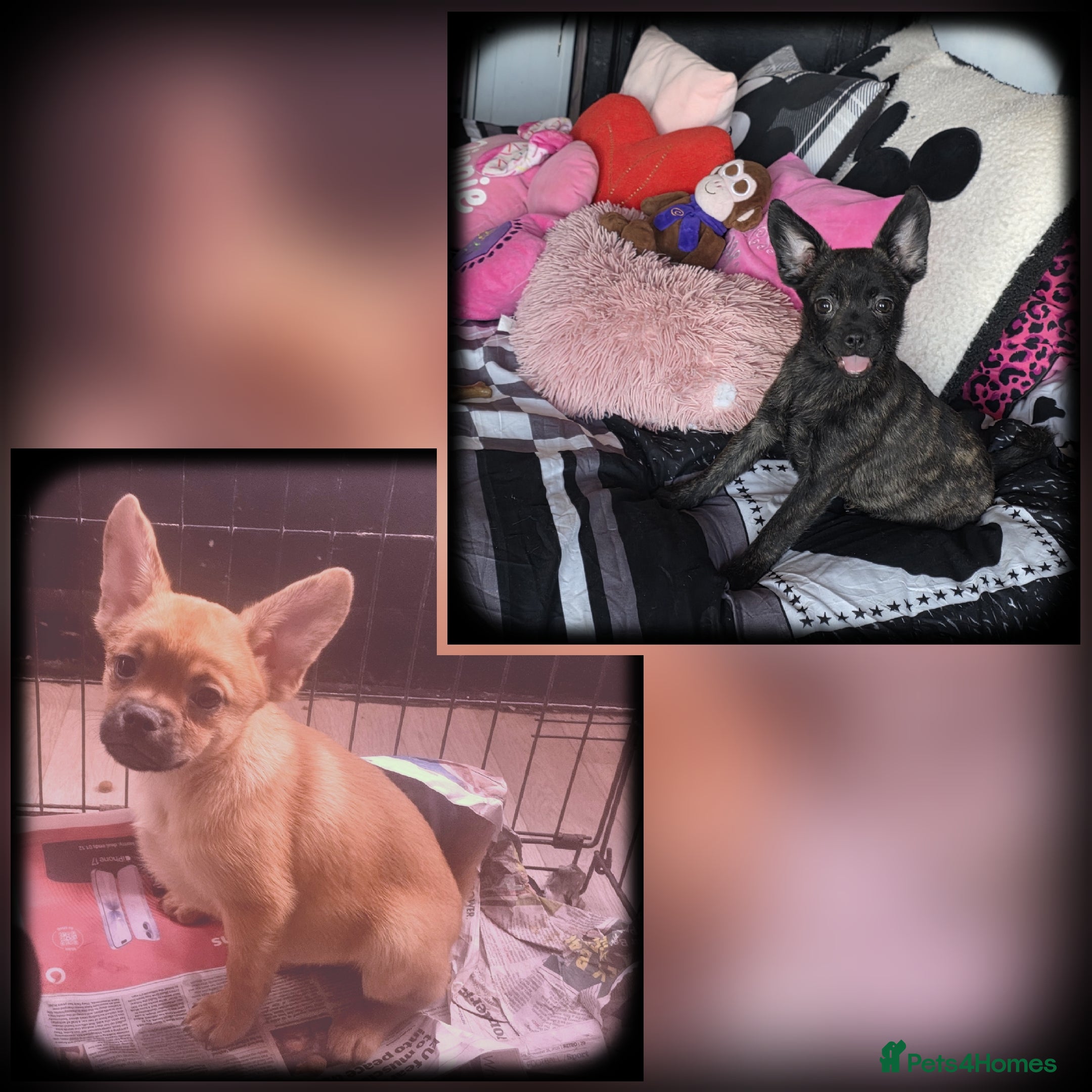 French Bulldog dogs ❤️⭐️  Adorable Frenchie poms ❤️⭐️ ONLY 2 LEFT ⭐️ - Advert 4