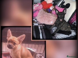 French Bulldog dogs ❤️⭐️ Adorable Frenchie poms ❤️⭐️ ONLY 2 LEFT ⭐️ - Advert 4