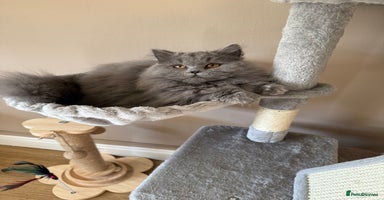British Shorthair cats - Advert 2