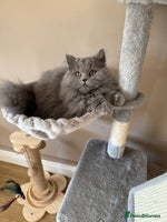 British Shorthair cats - Advert 2