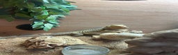 Bearded Dragon reptiles for sale: Bearded dragon - Advert 1