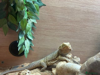 Bearded Dragon reptiles Bearded dragon - Advert 1