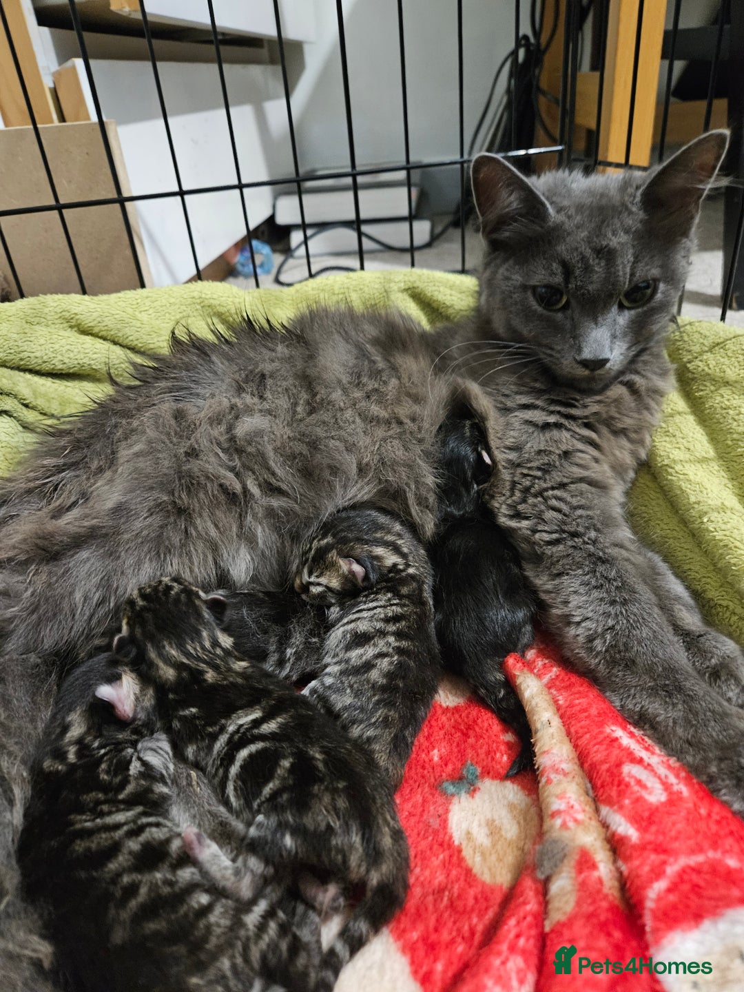 Mixed Breed cats for sale: Four beautiful kittens Ready to go - Image 1