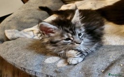 Maine Coon cats for sale: Fluffy Male & Female Maine Coon Kittens Ready 🐾 - Image 4