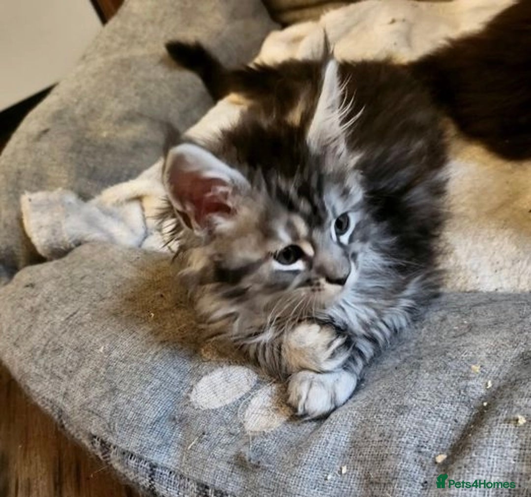 Maine Coon cats for sale: Fluffy Male & Female Maine Coon Kittens Ready 🐾 - Image 4