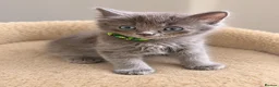 Ragdoll cats for sale: 2 x male half ragdolls  - Advert 6
