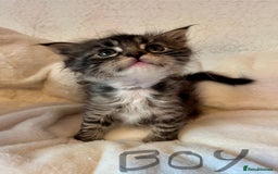 Maine Coon cats for sale: Maine coon kitten  - Image 21