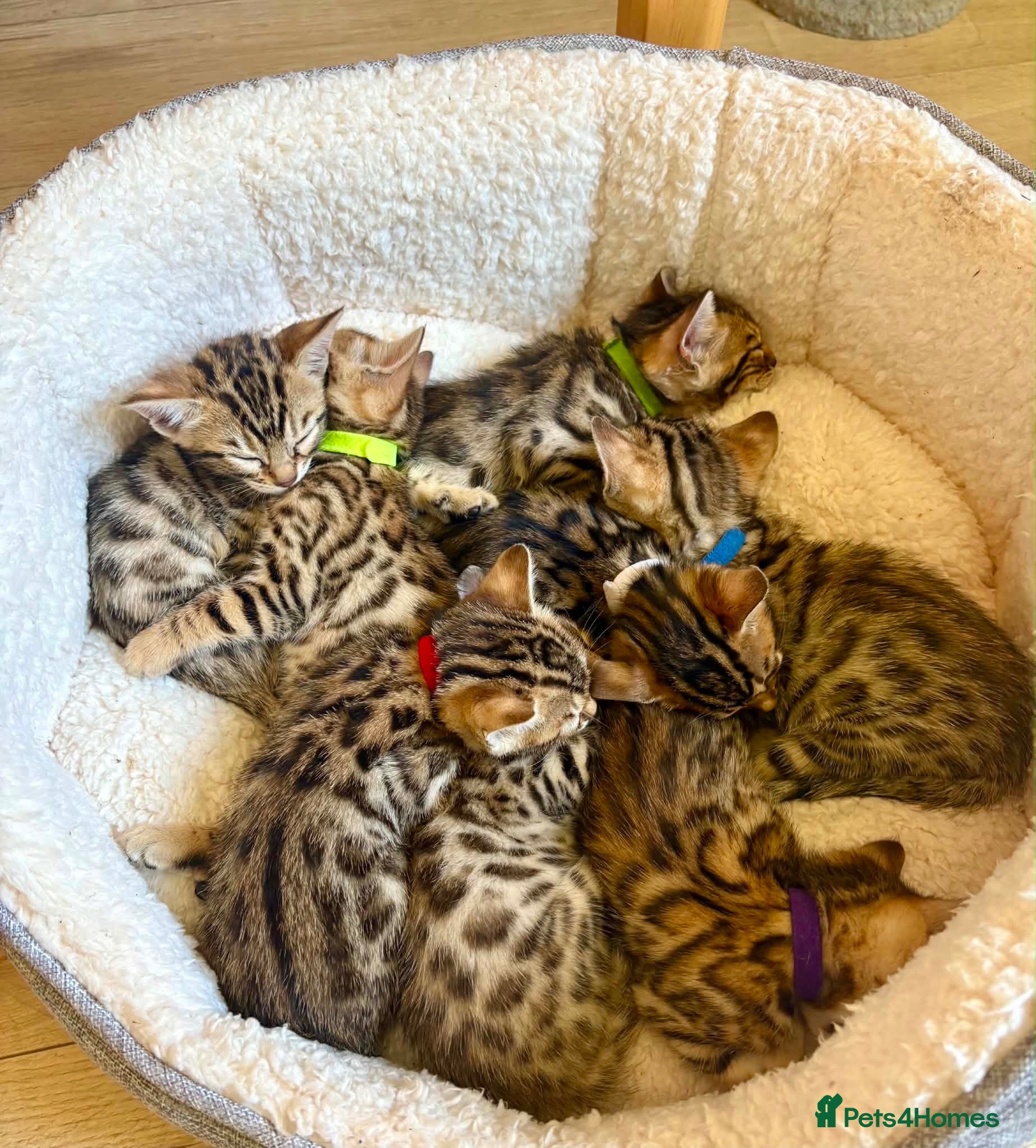 Bengal cats Amazing Bengal Kittens for sale  - Advert 2