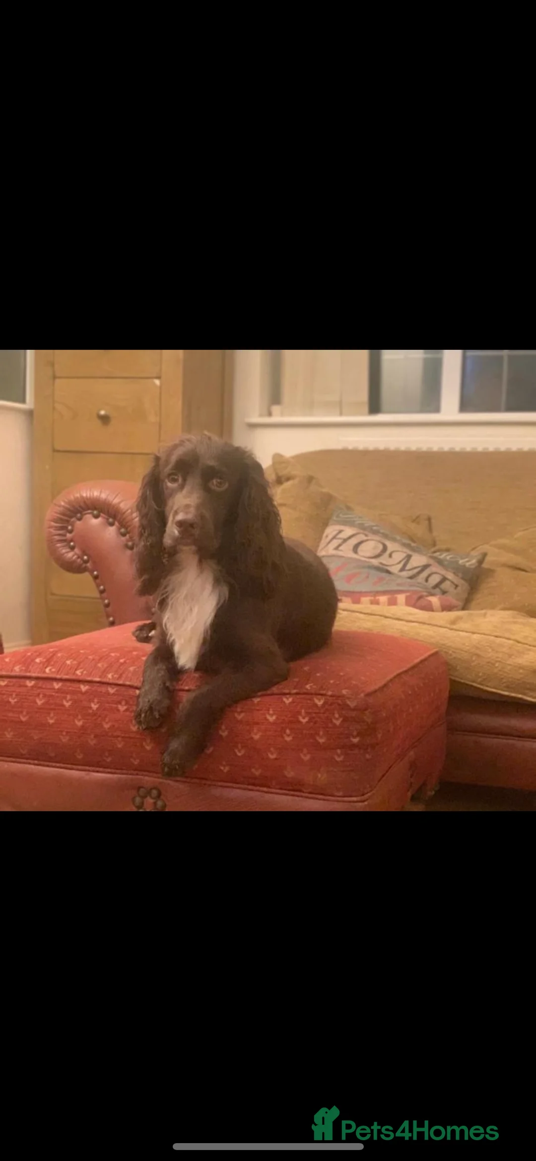 Cocker Spaniel dogs for stud: Health tested kc working cocker spaniel STUD in Walsall - Advert 4