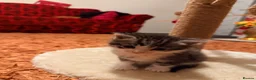 Mixed Breed cats for sale: Kitten ready to leave  - Advert 3