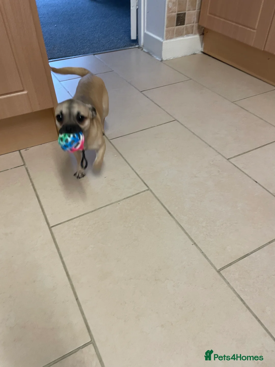 Chihuahua dogs for sale: chihuahua puppy  - Advert 2