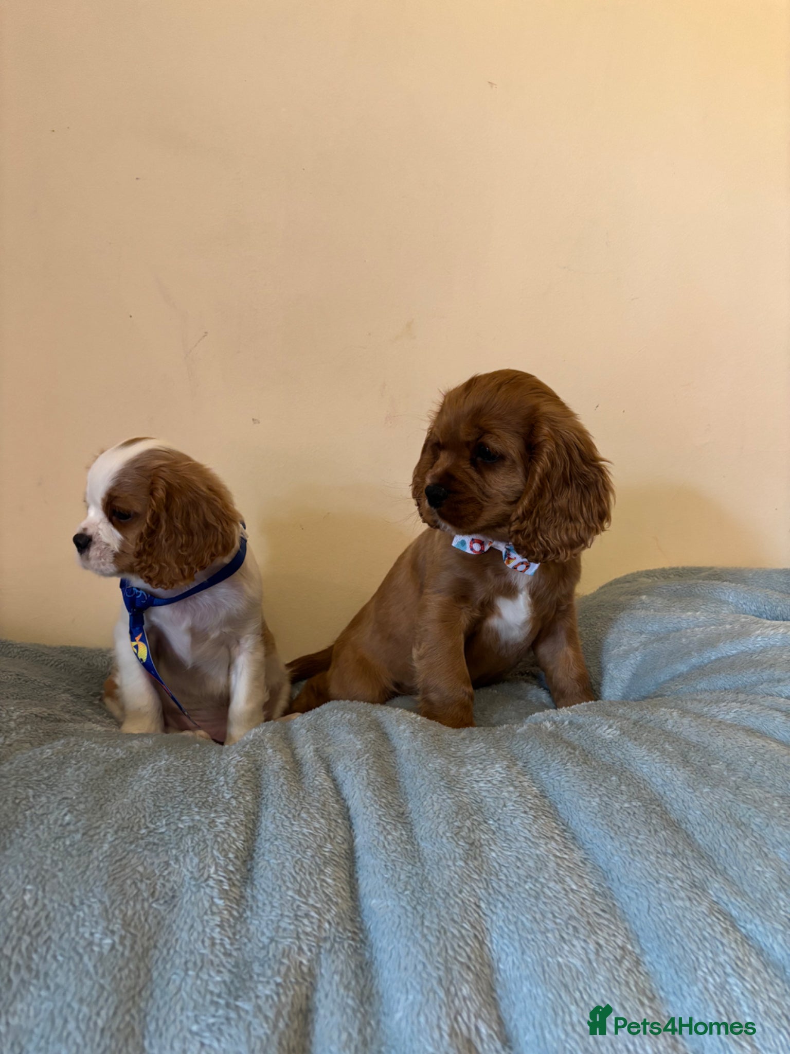 Cavalier King Charles Spaniel dogs Ready for there forvever homes ckcs kc registered  - Advert 1