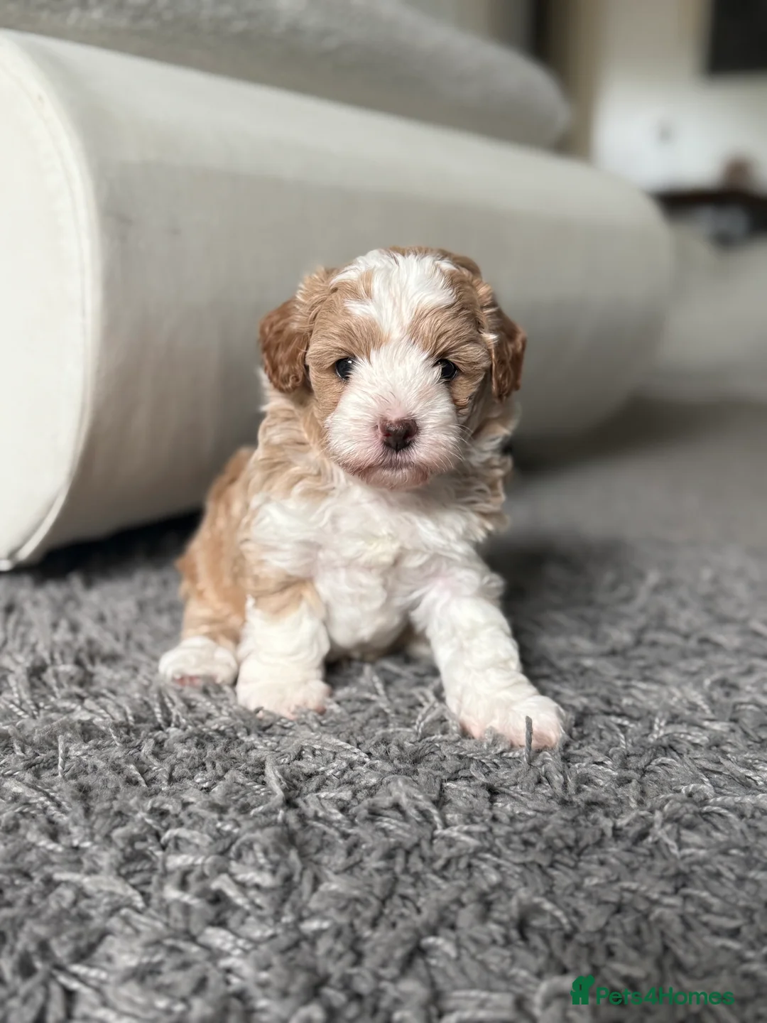 Mixed Breed dogs for sale: 3 Lovely Maltipoo puppies - Advert 13
