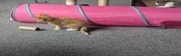 Mixed Breed cats for sale: Our ginger looking for a loving home 🏡 - Advert 8