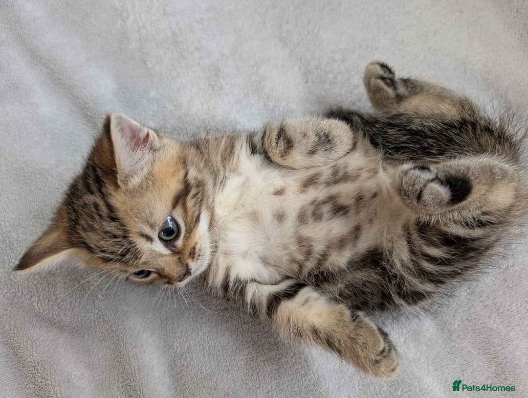 Ragdoll cats for sale: Tabby or black Ragdoll x kittens - Image 23