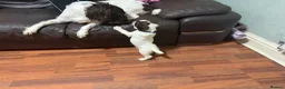 English Springer Spaniel dogs for sale: English springer spaniel working dogs in Accrington - Advert 17