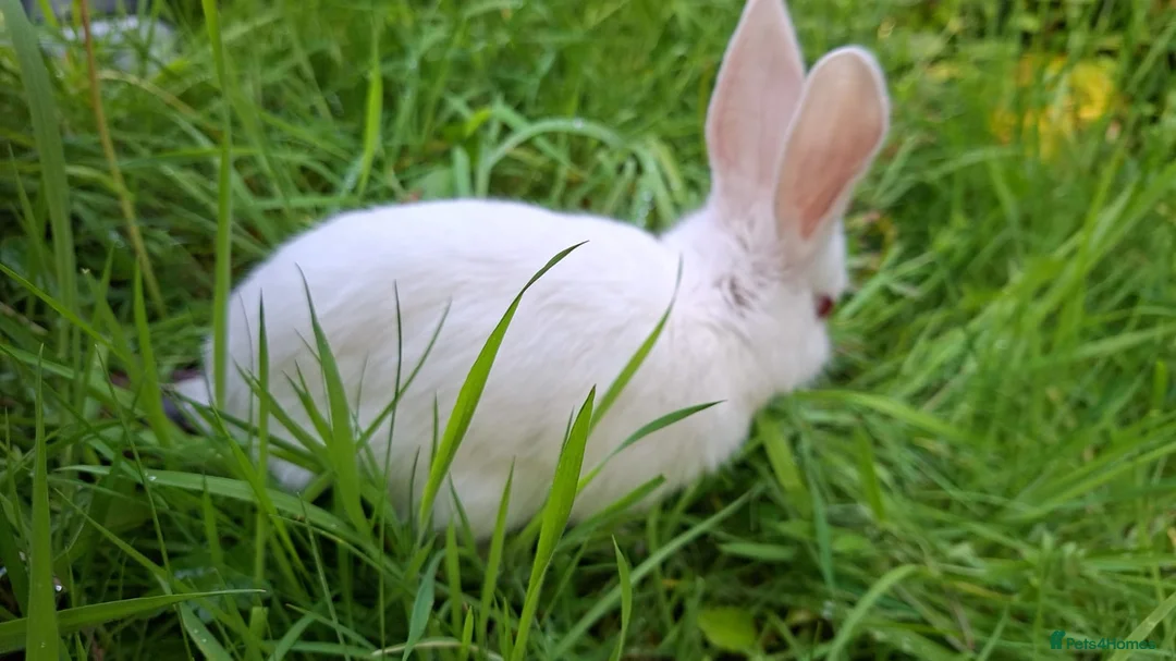 New Zealand rabbits for sale: Rabbit Pure White with Hutch and Food in Birmingham - Advert 1