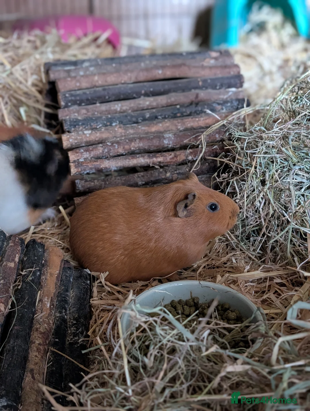 Guinea Pig rodents for sale: Sows looking for loving homes  - Advert 3