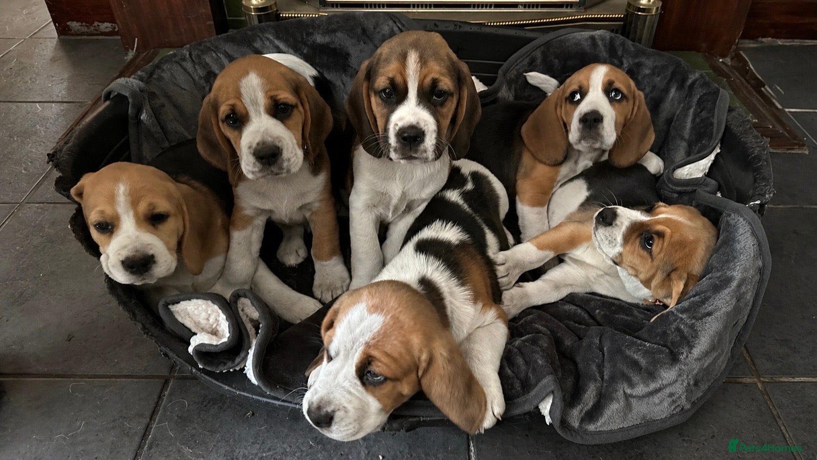 Beagle dogs Adorable Beagle puppies for sale  - Advert 10