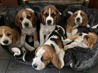Beagle dogs Adorable Beagle puppies for sale - Advert 1