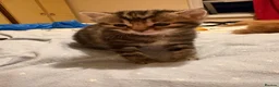 Mixed Breed cats for sale: 3 gorgeous fluffy kittens - Advert 7