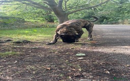Presa Canario dogs for stud: Working line Presa for stud puppy deals available  - Image 4