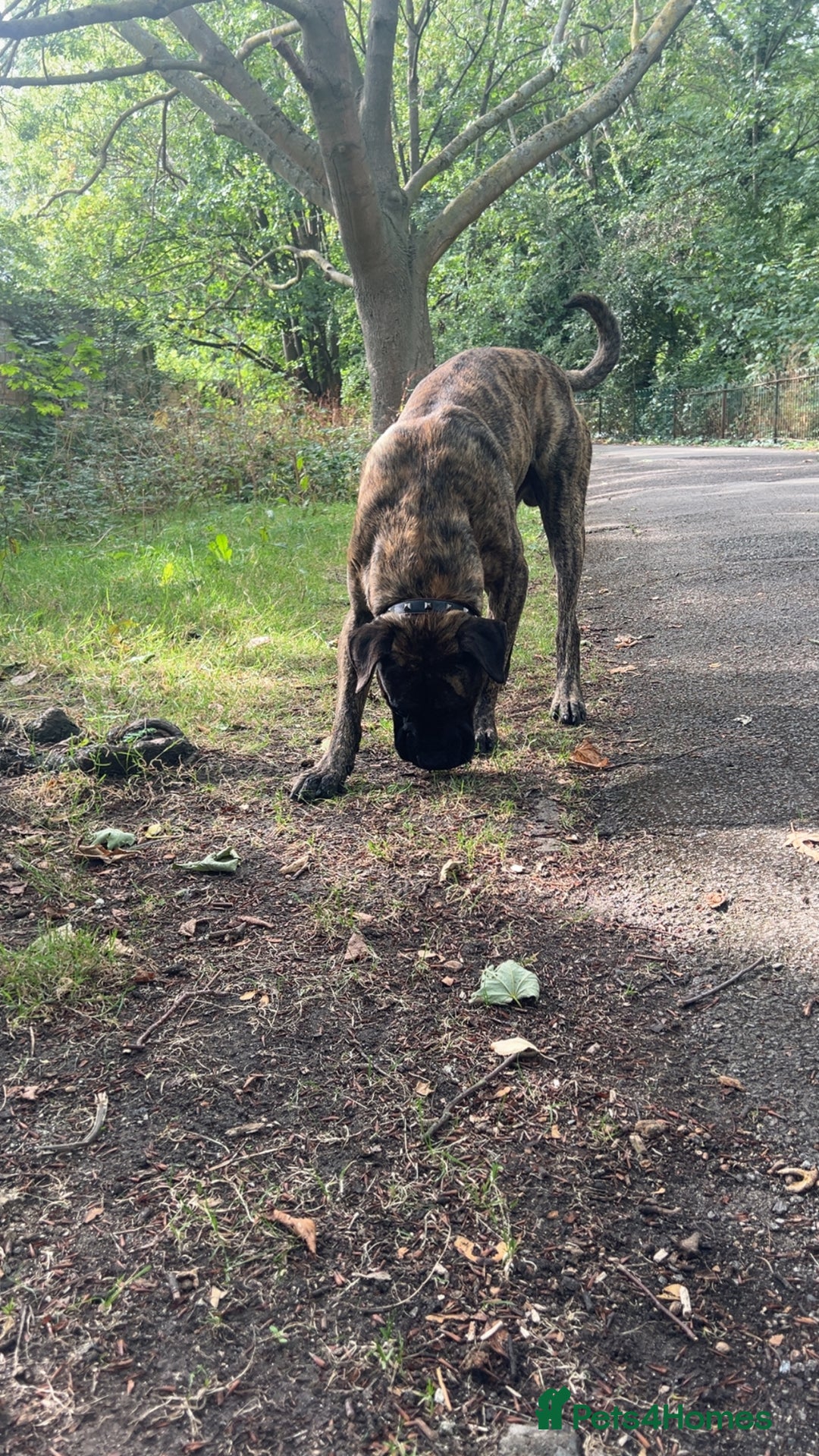 Presa Canario dogs for stud: Working line Presa for stud puppy deals available  - Image 4