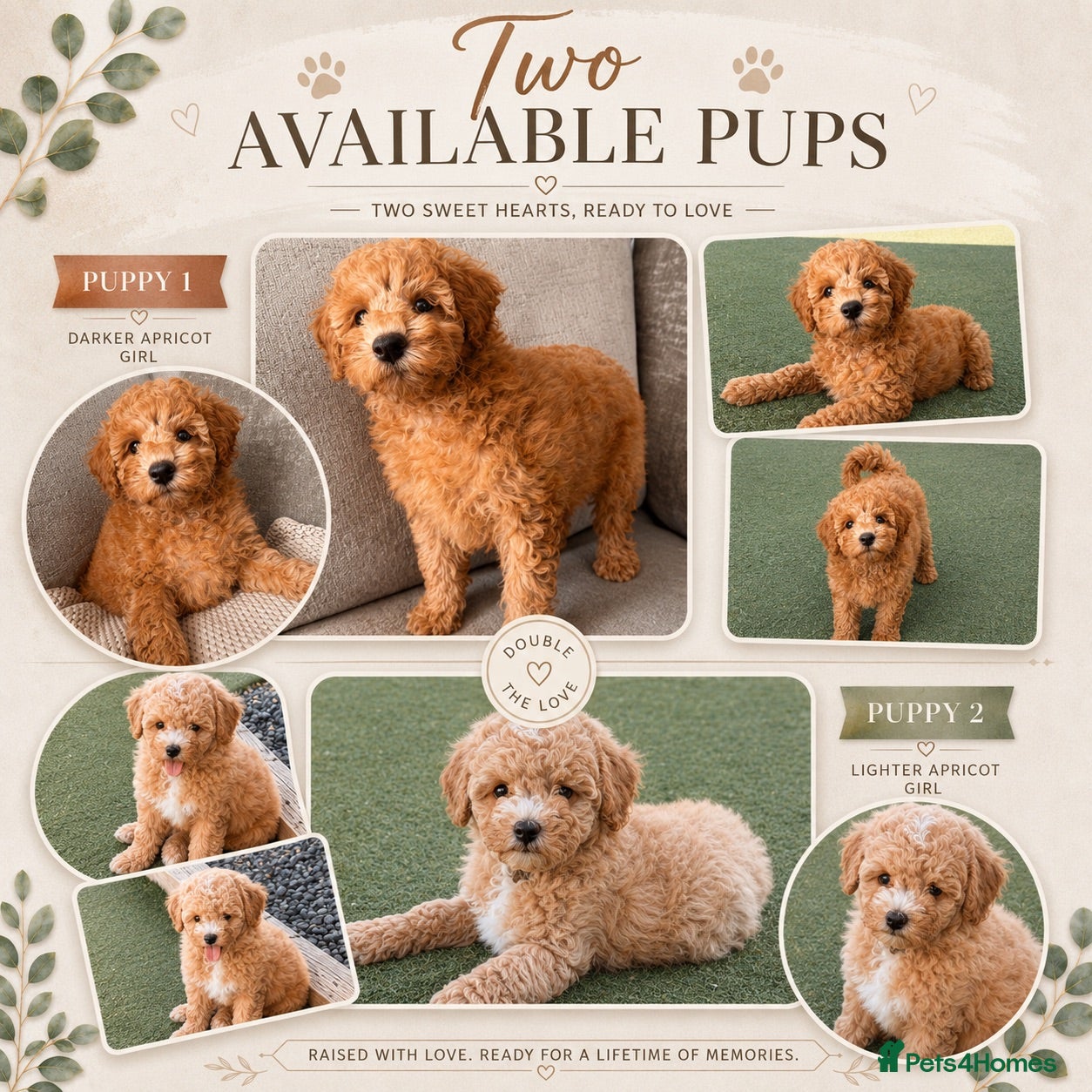Poochon dogs 🐾 Stunning Poochon girls - ready now 🐾 - Advert 1