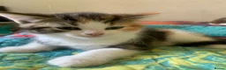 Mixed Breed cats for sale: Kittens ready for new homes  in Mountain Ash - Advert 2