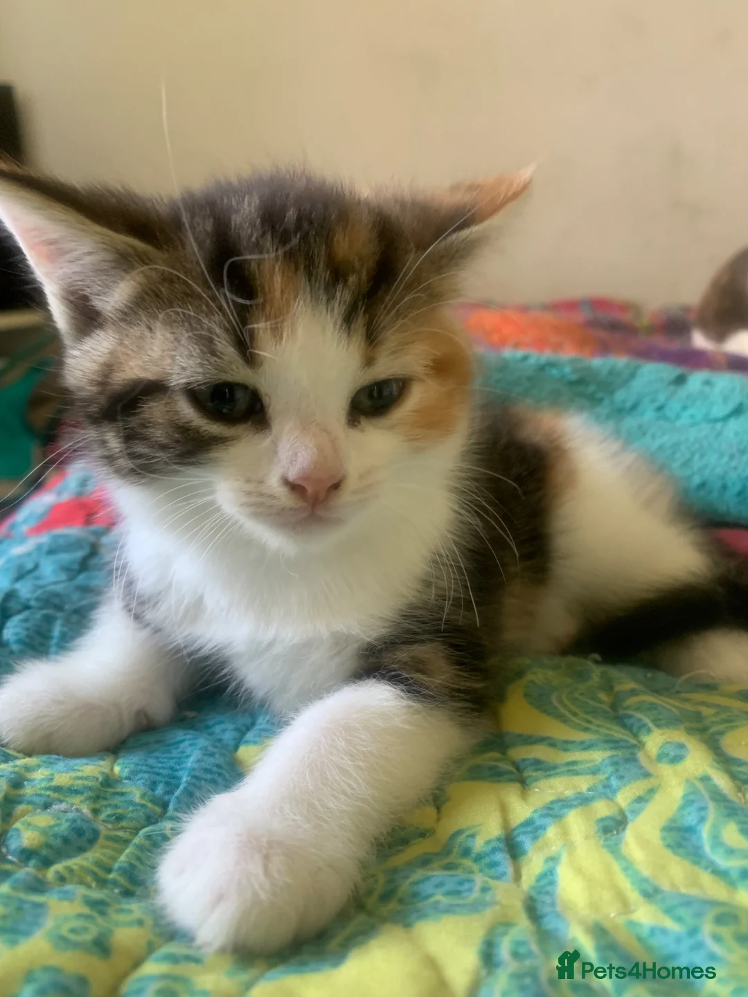 Mixed Breed cats for sale: Kittens ready for new homes  in Mountain Ash - Advert 2