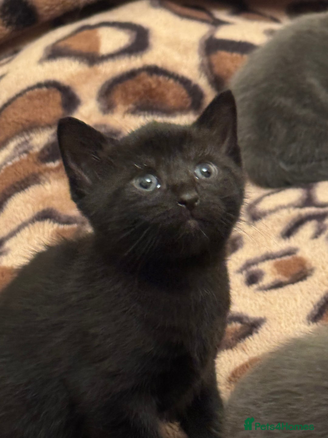 Mixed Breed cats for sale: 5 beautiful kittens for sale - Advert 4