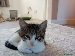 Mixed Breed cats Adorable Kittens - Advert 1