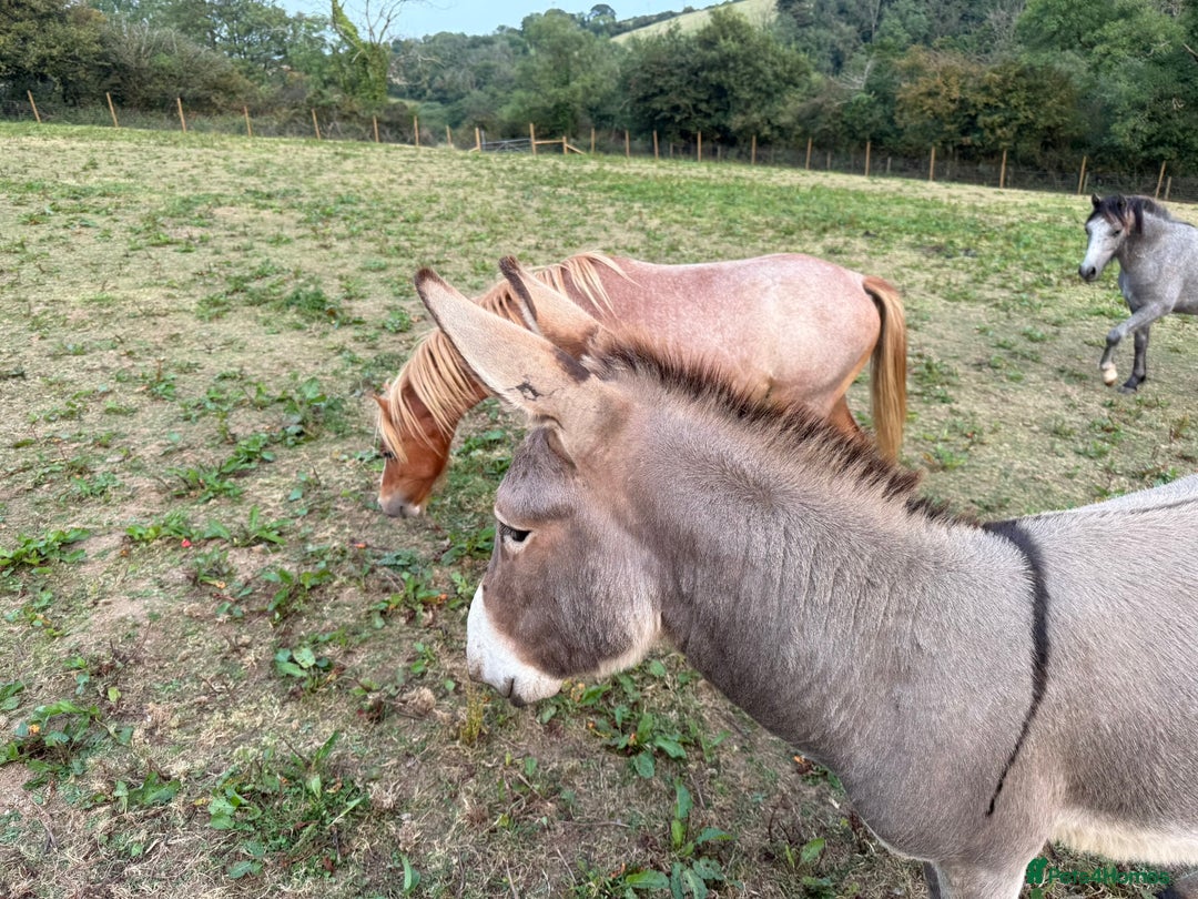 Donkey livestock for sale: Rare true to type standard grey jack donkey - Image 2
