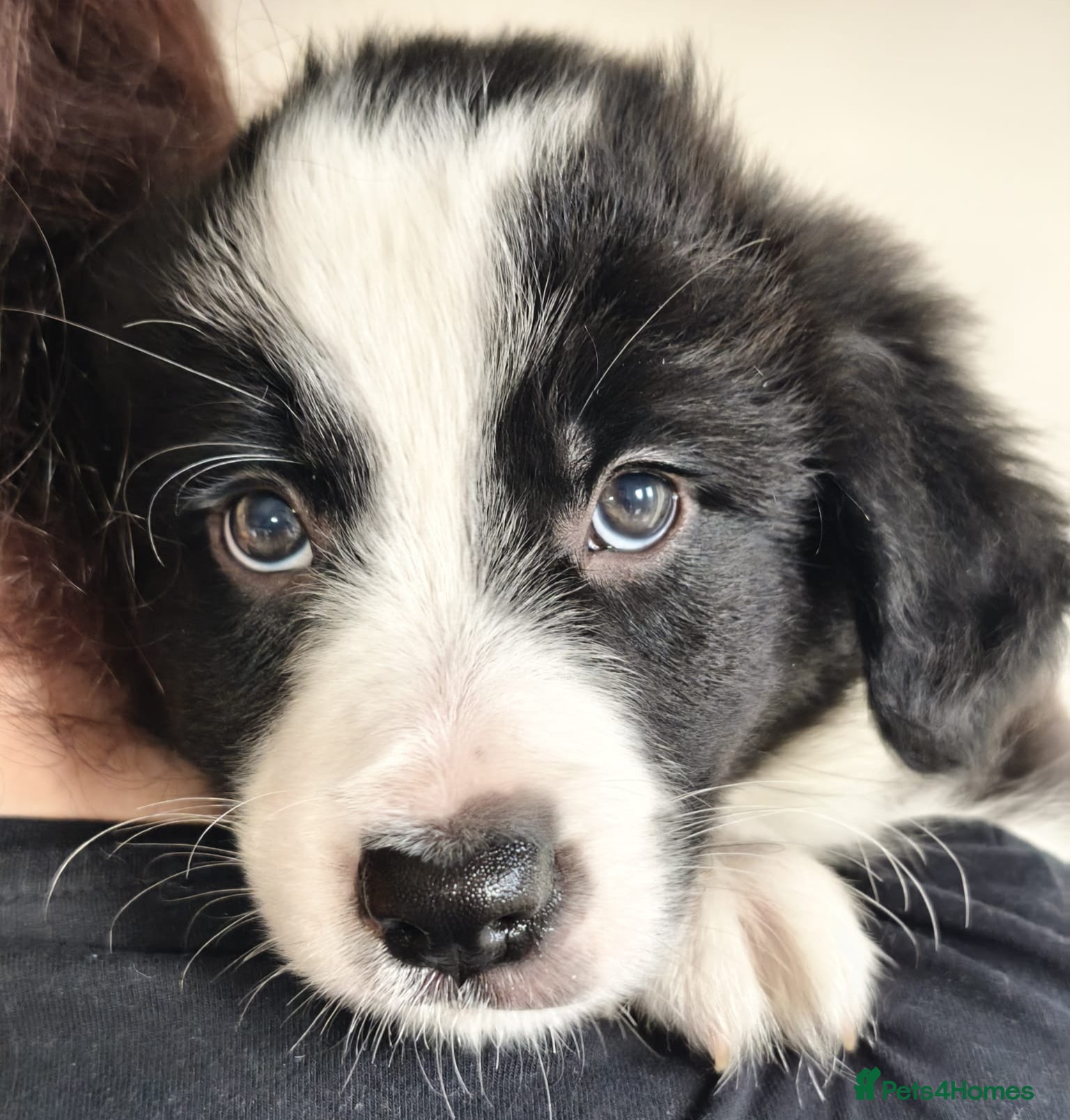 Border Collie dogs KC registered border collie puppies  - Advert 1