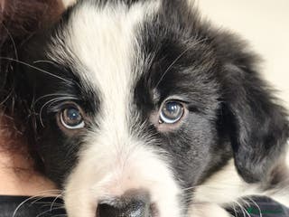 Border Collie dogs KC registered border collie puppies - Advert 1