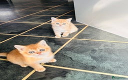 Scottish Fold cats for sale: Adorable pedigree kittens - Image 11