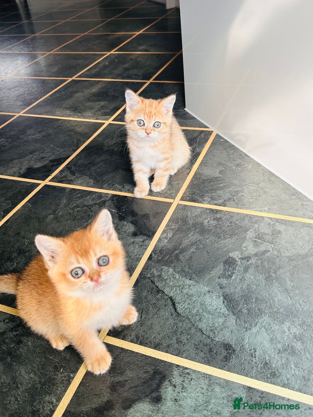 Scottish Fold cats for sale: Adorable pedigree kittens - Image 11