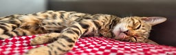 Bengal cats for sale: Bengal Kitten - 5 Month Female - Advert 10