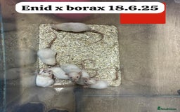Rat rodents for sale: Baby and young rats ready now. Sheffield - Image 13