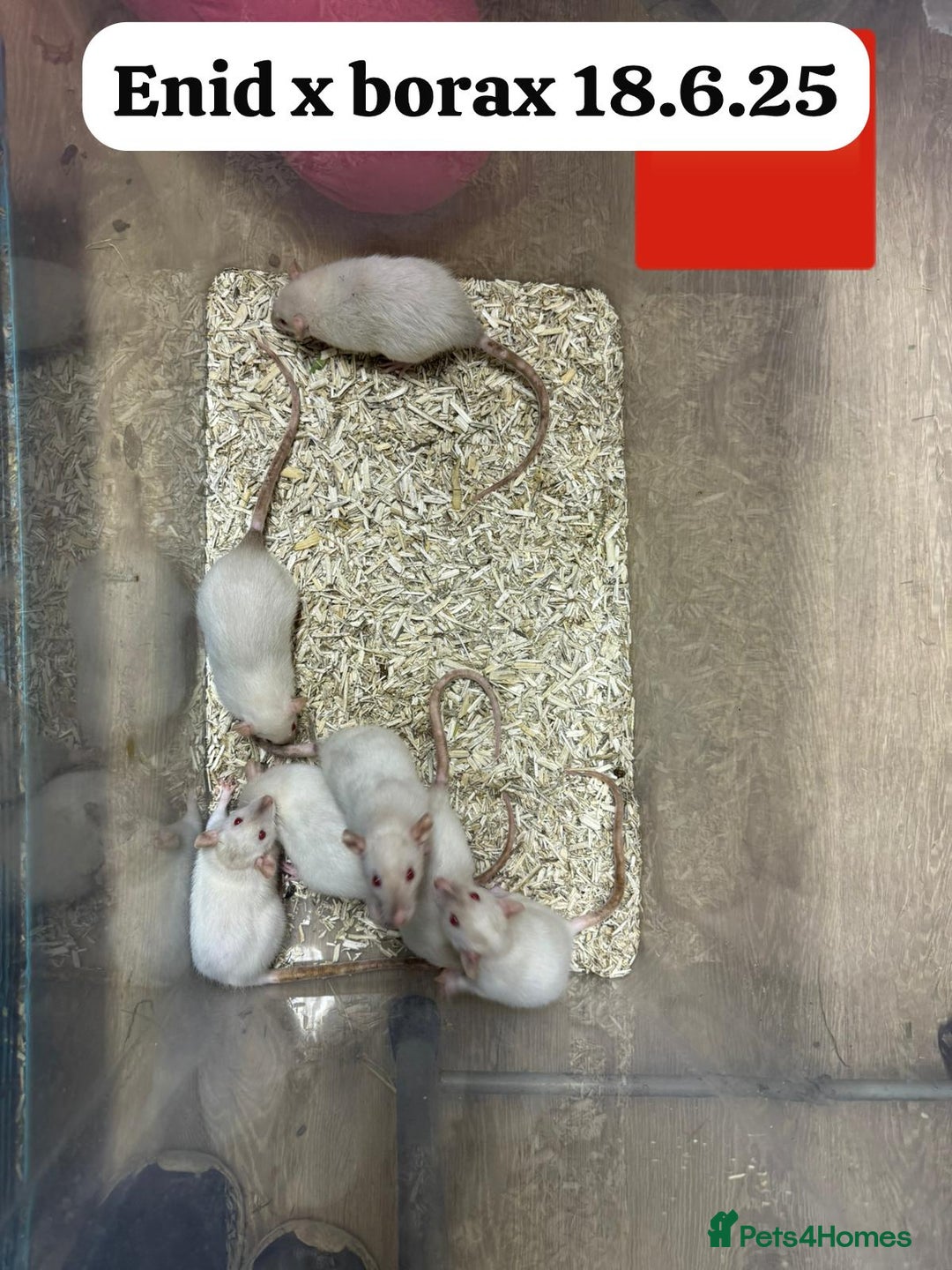 Rat rodents for sale: Baby and young rats ready now. Sheffield - Image 13