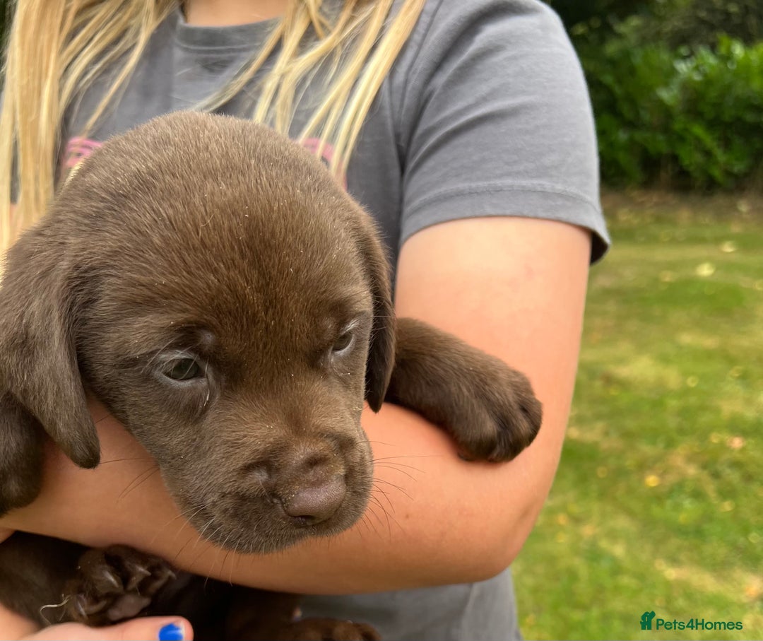 Labrador Retriever dogs for sale: STRONG CHUNKY KC CHOCOLATE PUPS HEALTH TESTED  - Image 6