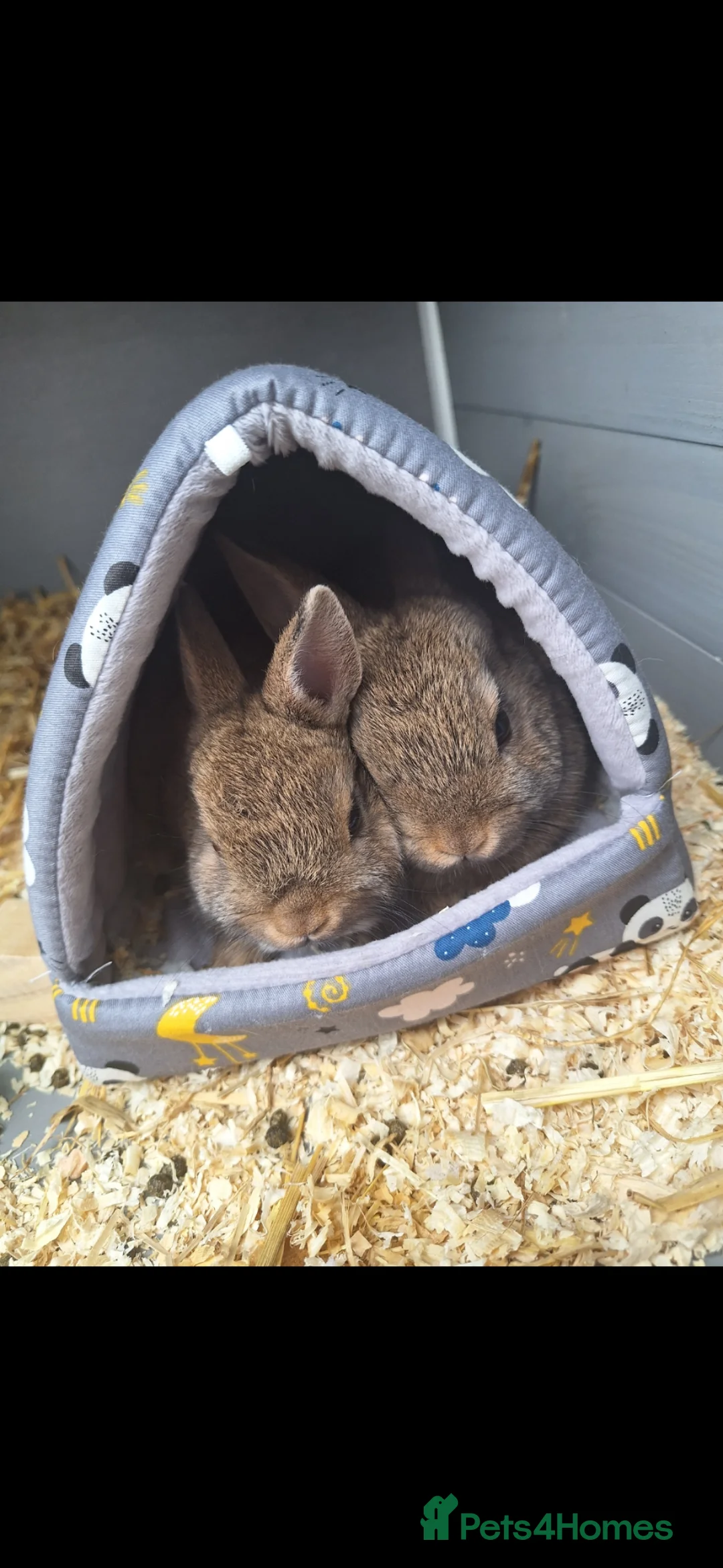 Netherland Dwarf rabbits for sale: Netherlands Dwarf Rabbits - Advert 3