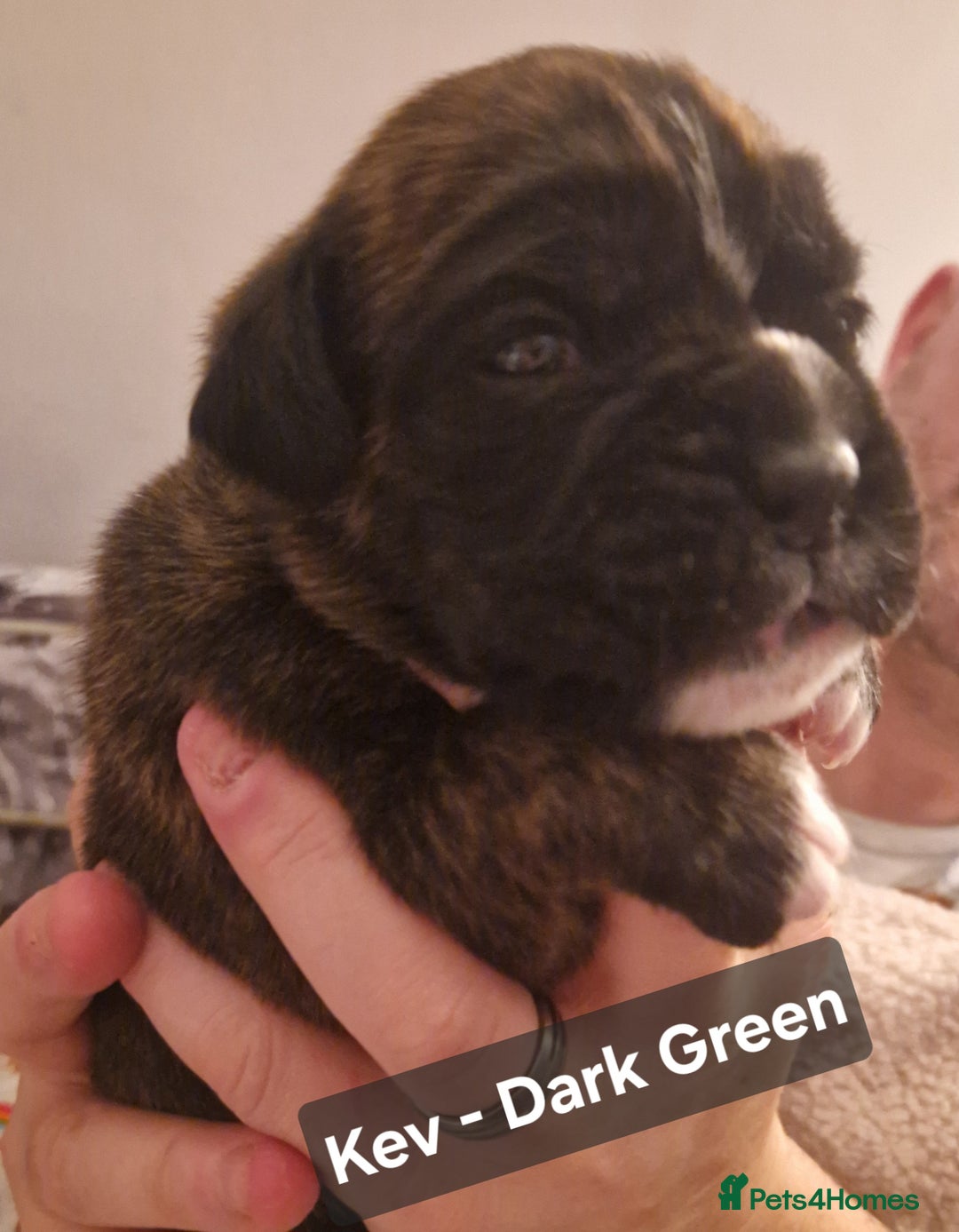 Boxer dogs for sale: 7 Beautiful Boxer Chunky Puppies - Advert 3
