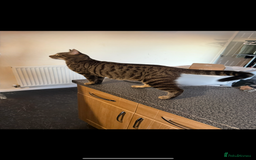 Mixed Breed cats for sale: Beautiful Effie  - Image 3