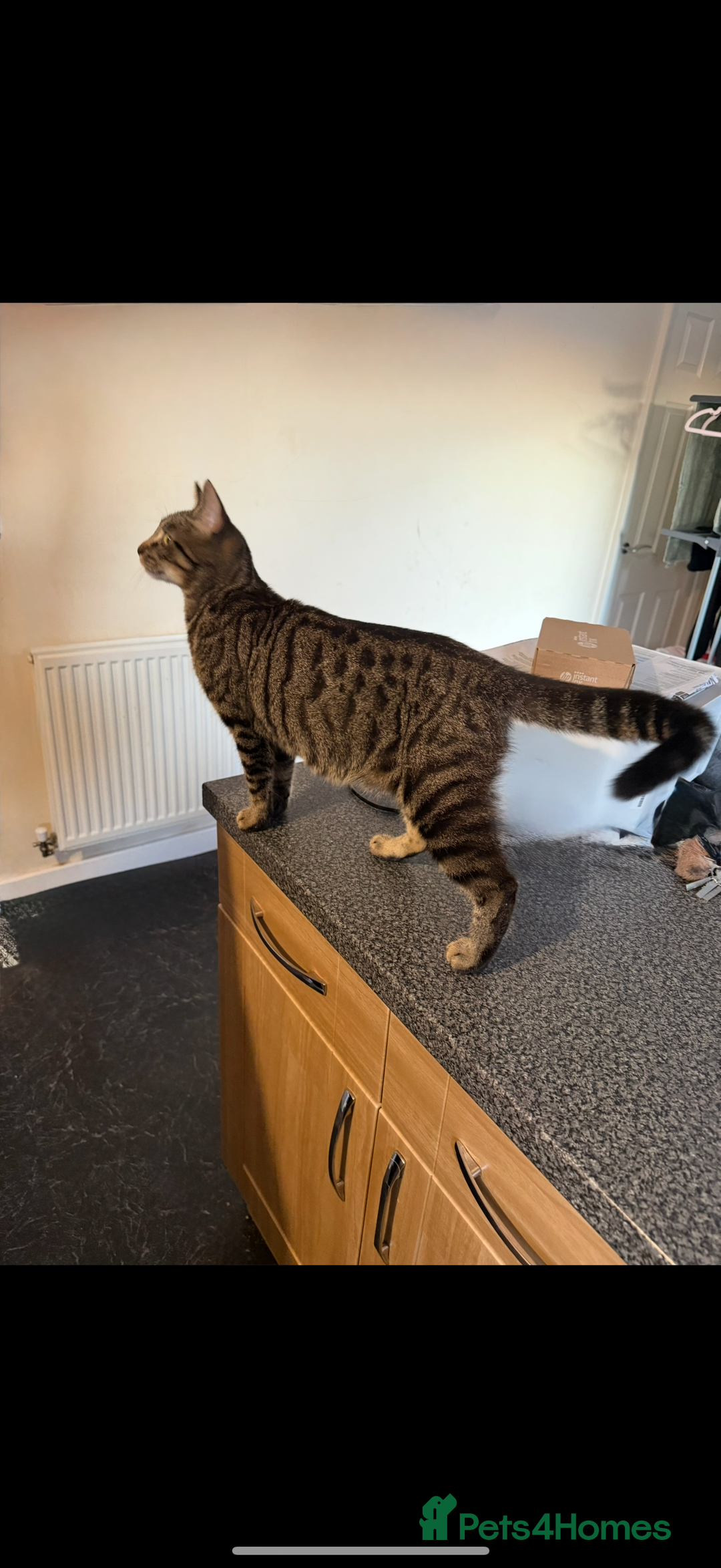 Mixed Breed cats for sale: Beautiful Effie  - Image 3