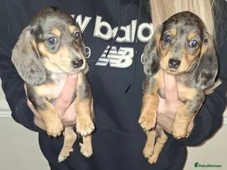 Miniature Dachshund dogs Kc reg miniature dachshunds boys and girls - Advert 16