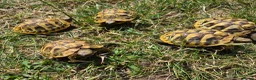 Hermann Tortoise reptiles for sale: Hermann's 2025 hatchlings for sale - Advert 1