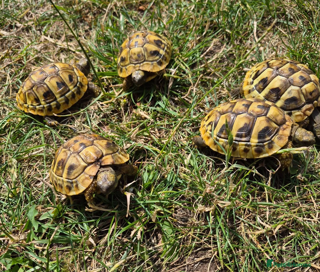 Hermann Tortoise reptiles for sale: Hermann's 2025 hatchlings for sale - Advert 1