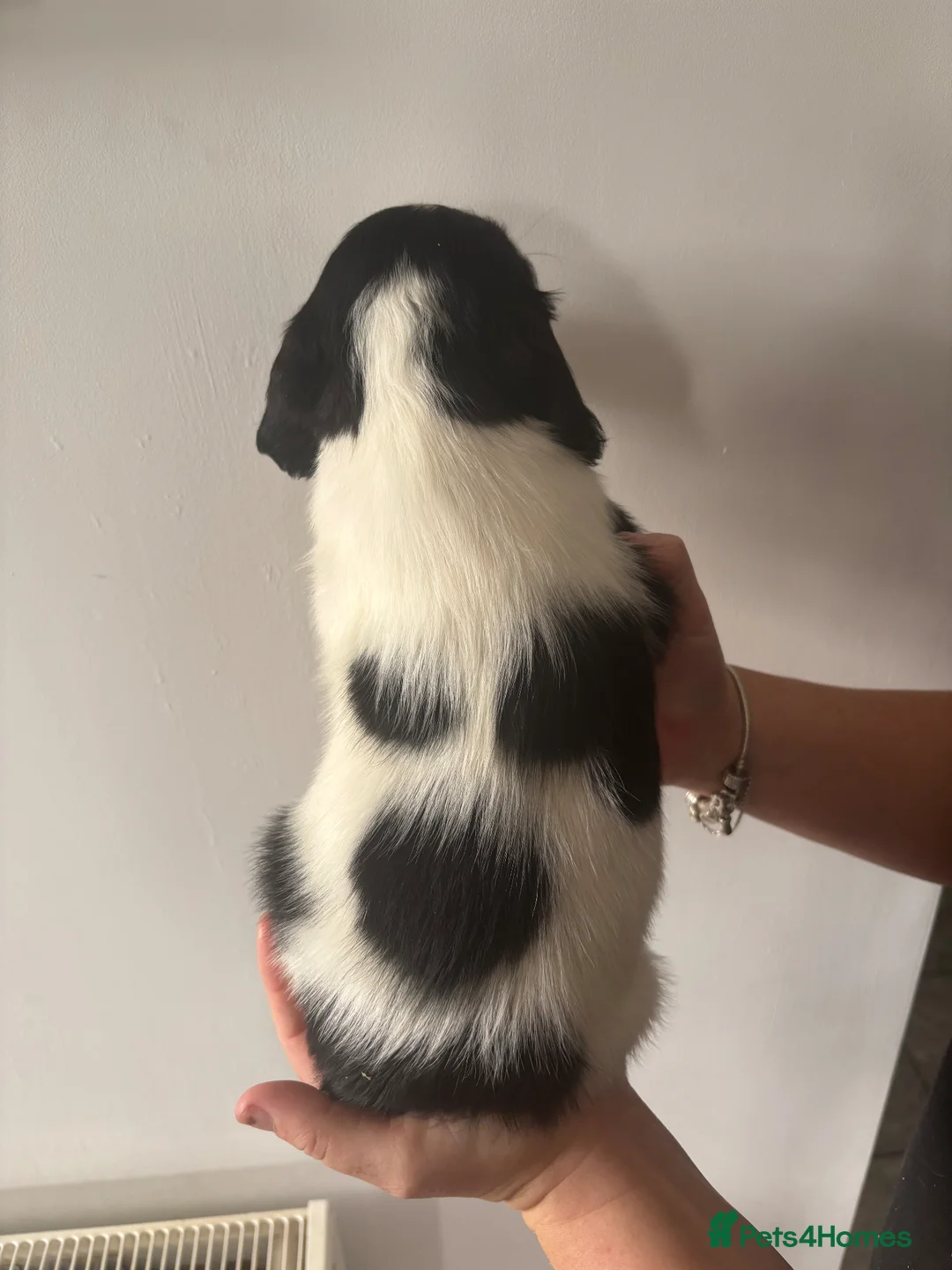 Cocker Spaniel dogs for sale: Cocker spaniel puppy  in Leicester - Advert 18