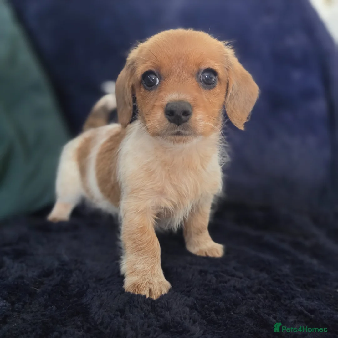 Mixed Breed dogs for sale: 5 beautiful doxipoo puppies for sale  in Helston - Advert 2